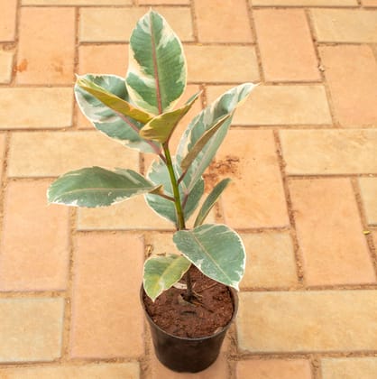 Rubber Variegated Pink Red in 6 Inch Nursery Pot