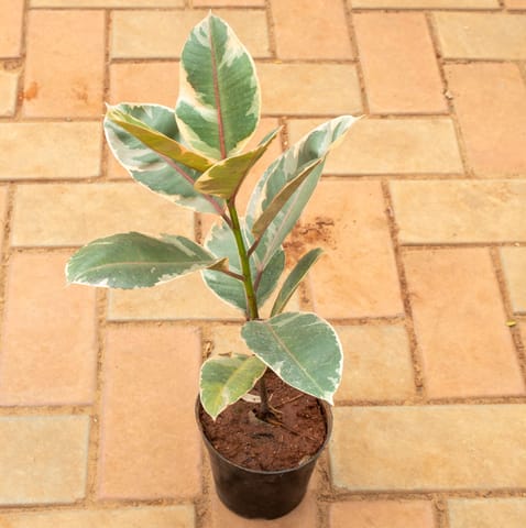 Rubber Variegated Pink Red in 6 Inch Nursery Pot