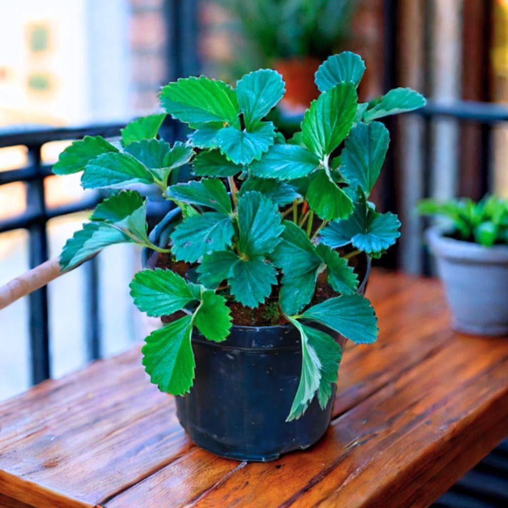 Strawberry Plant in 5 Inch Nursery Pot Strawberry Plant in 5 Inch Nursery Pot