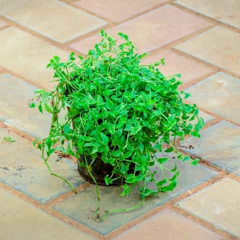 Turtle Vine Mini in 5 Inch Nursery Pot