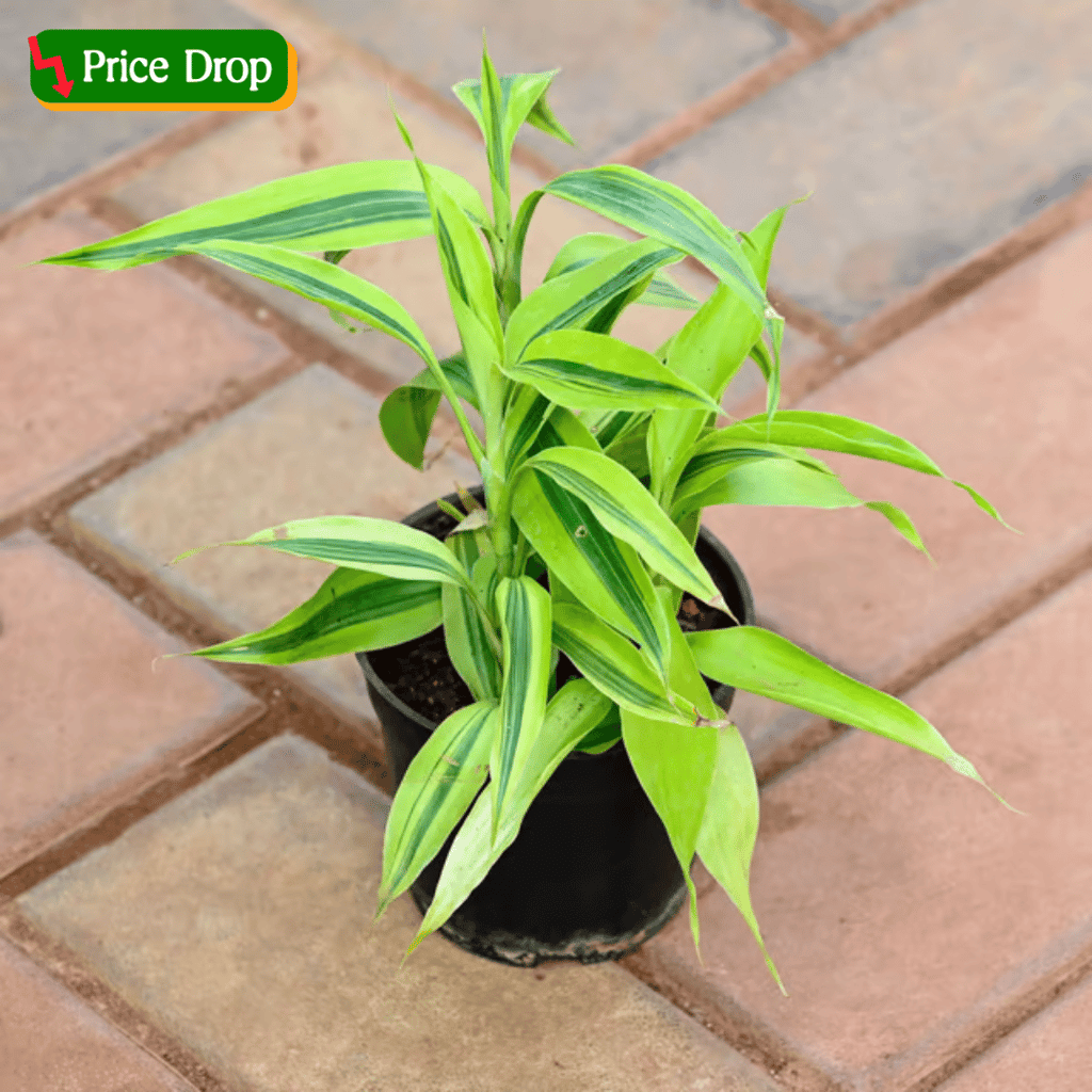 Lucky Bamboo in 4 Inch Nursery Pot