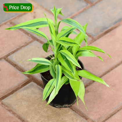 Lucky Bamboo in 4 Inch Nursery Pot