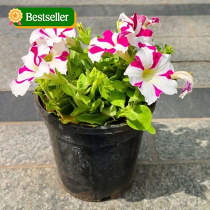 Petunia (any colour) in 4 Inch Nursery Pot
