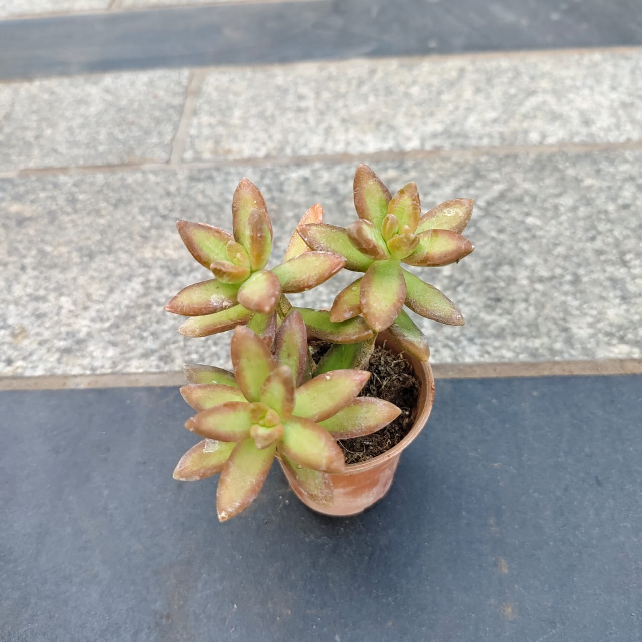 Sedum Adolphi Succulent in 3 Inch Nursery Pot