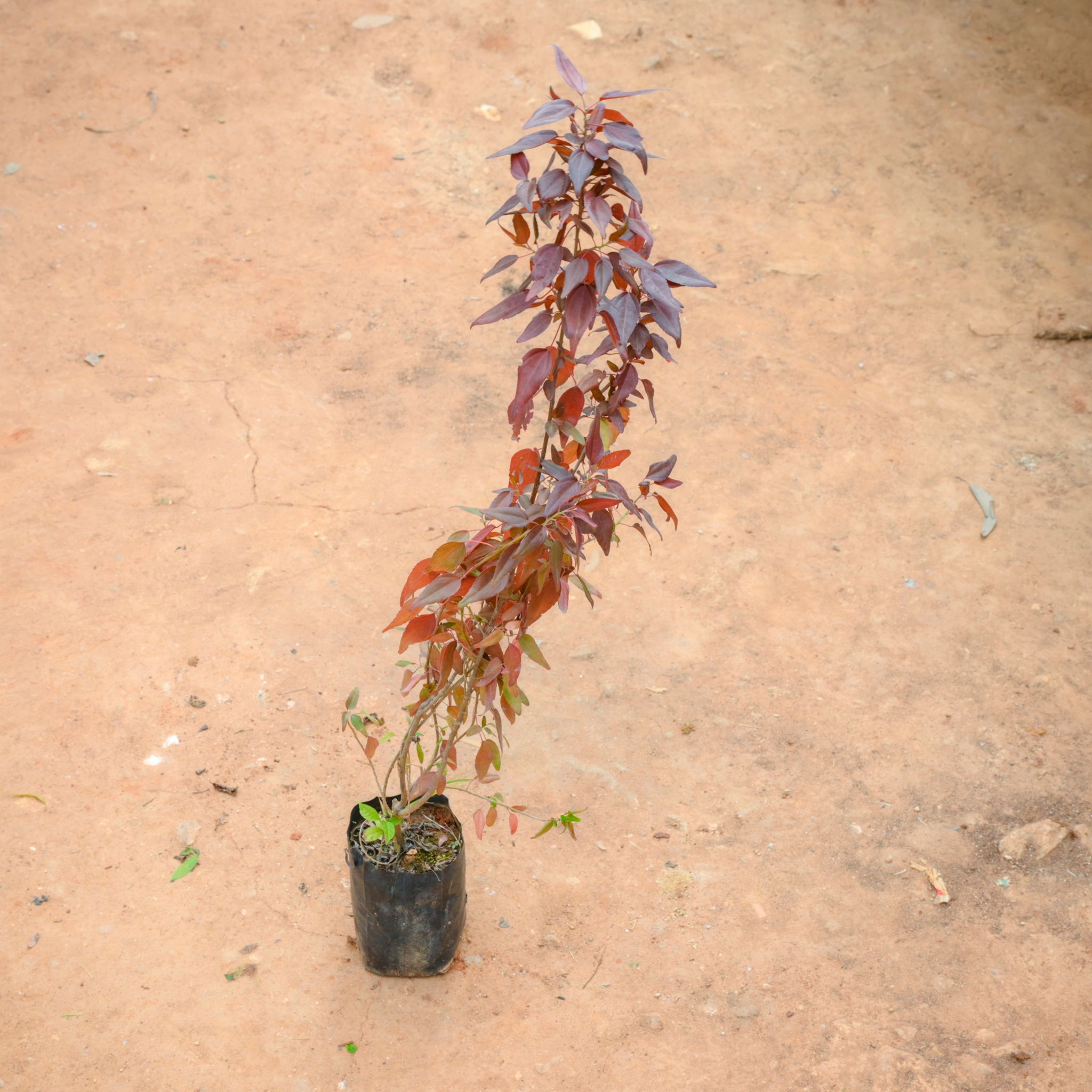 Acalypha Small Leaves in 4 Inch Nursery Bag
