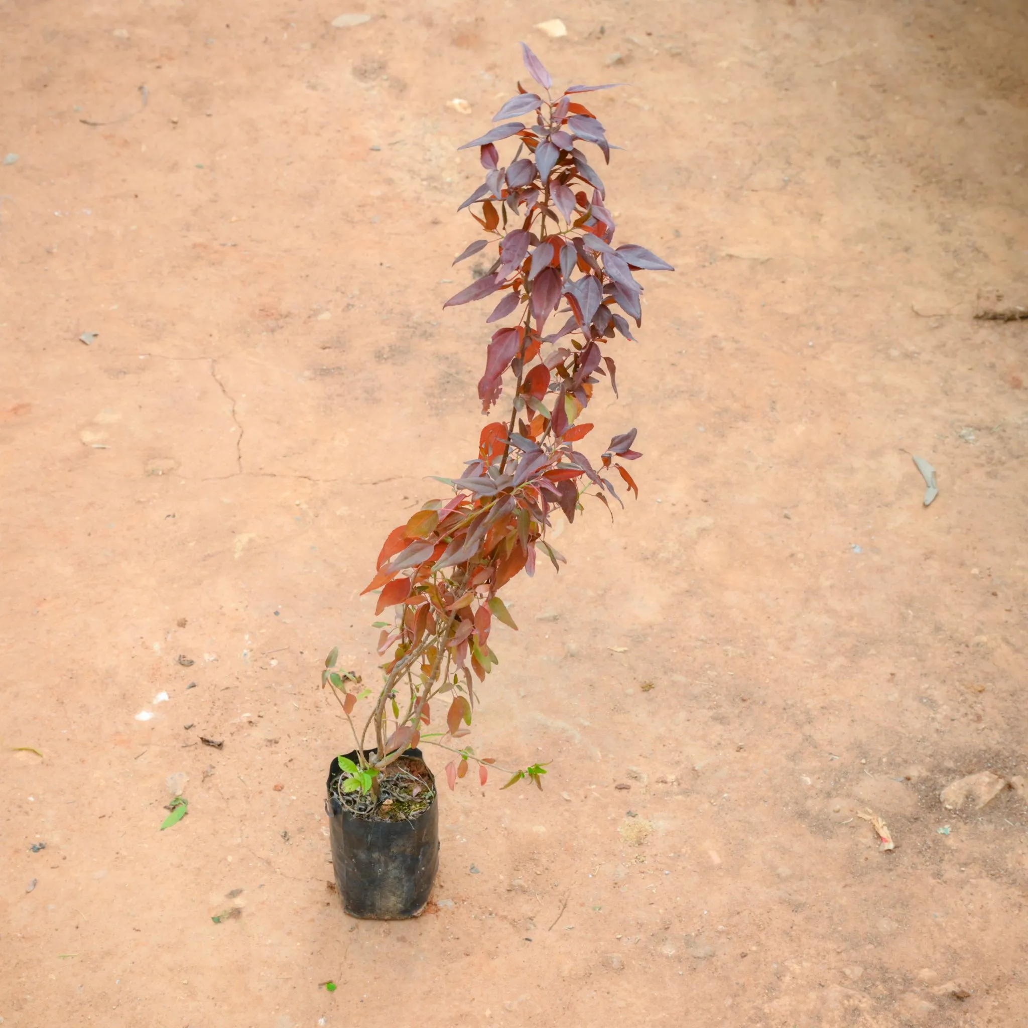 Acalypha Small Leaves in 4 Inch Nursery Bag