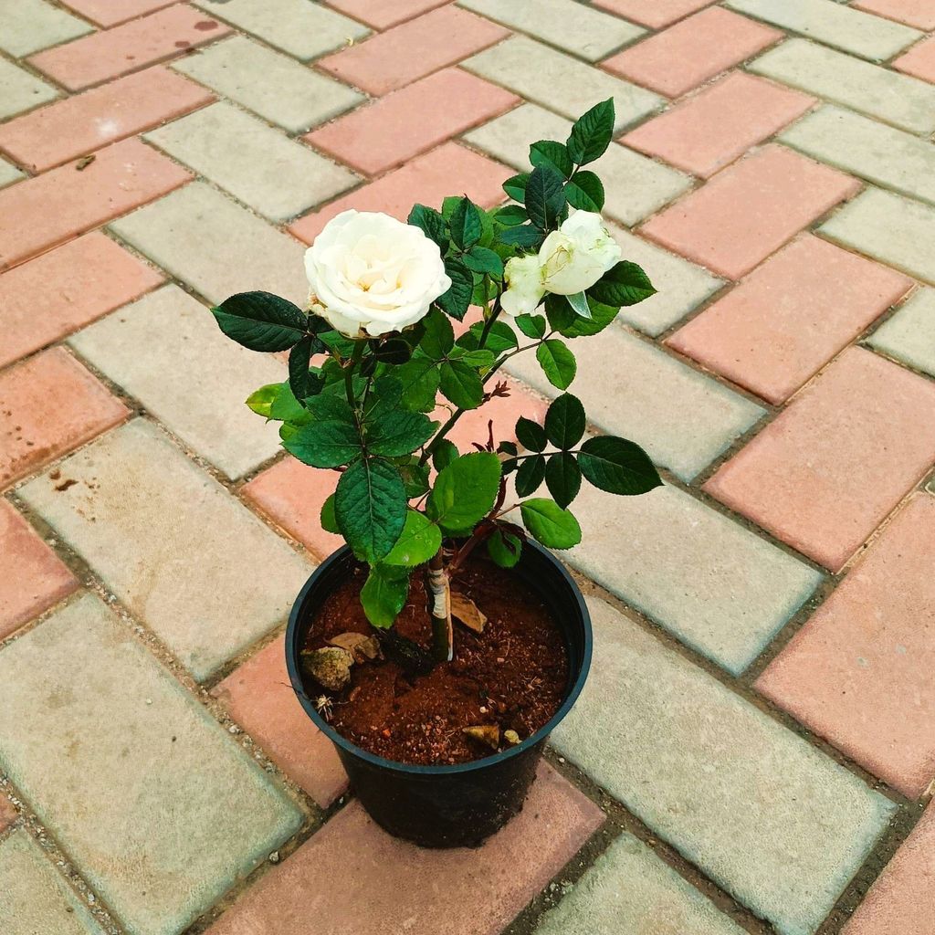 Rose White in 6 Inch Nursery Pot Rose White in 6 Inch Nursery Pot