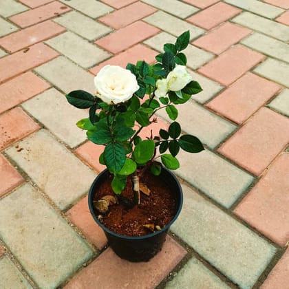 Rose White in 6 Inch Nursery Pot