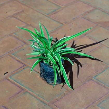 Spider in 4 Inch Nursery Bag