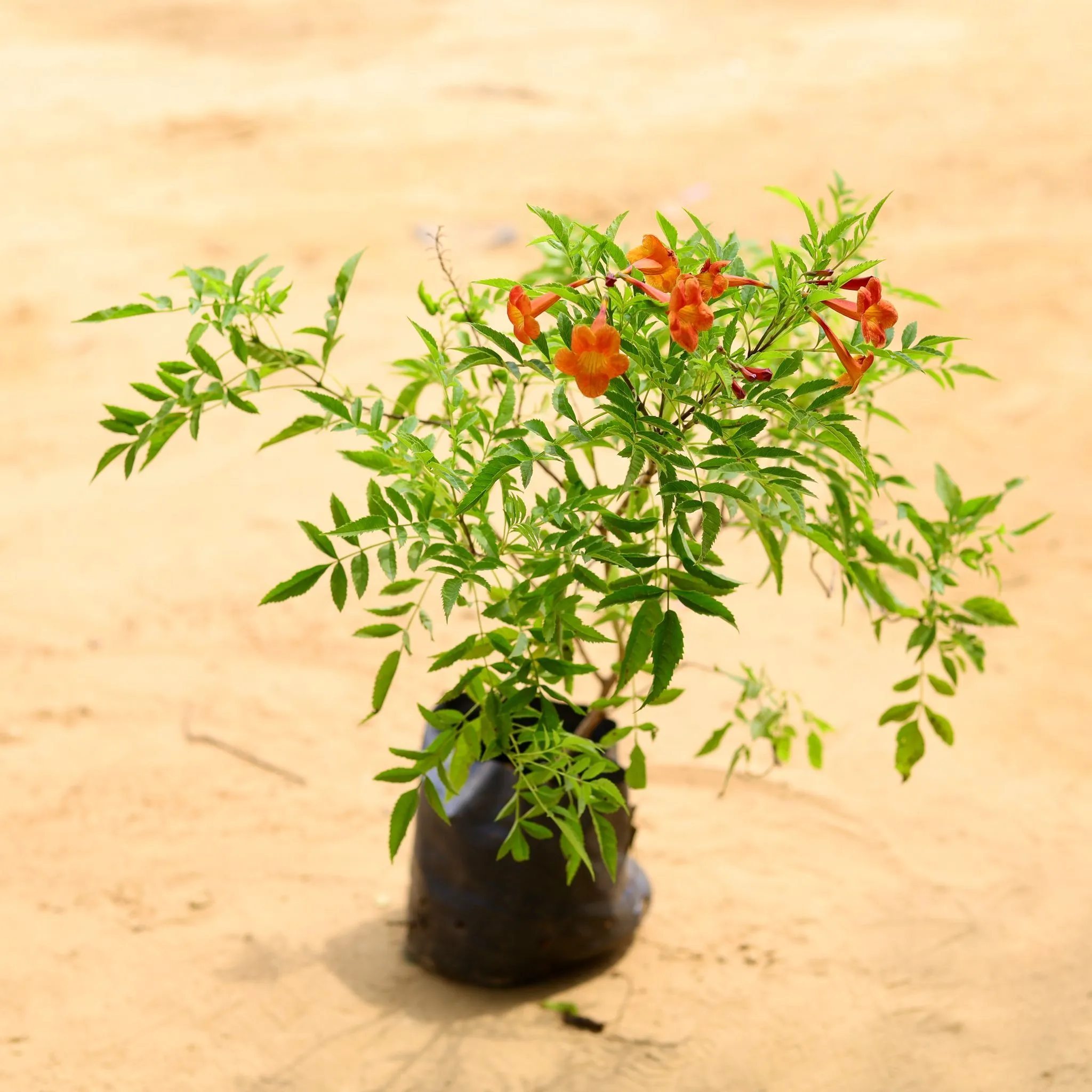 Tecoma Orange in 4 Inch Nursery Bag