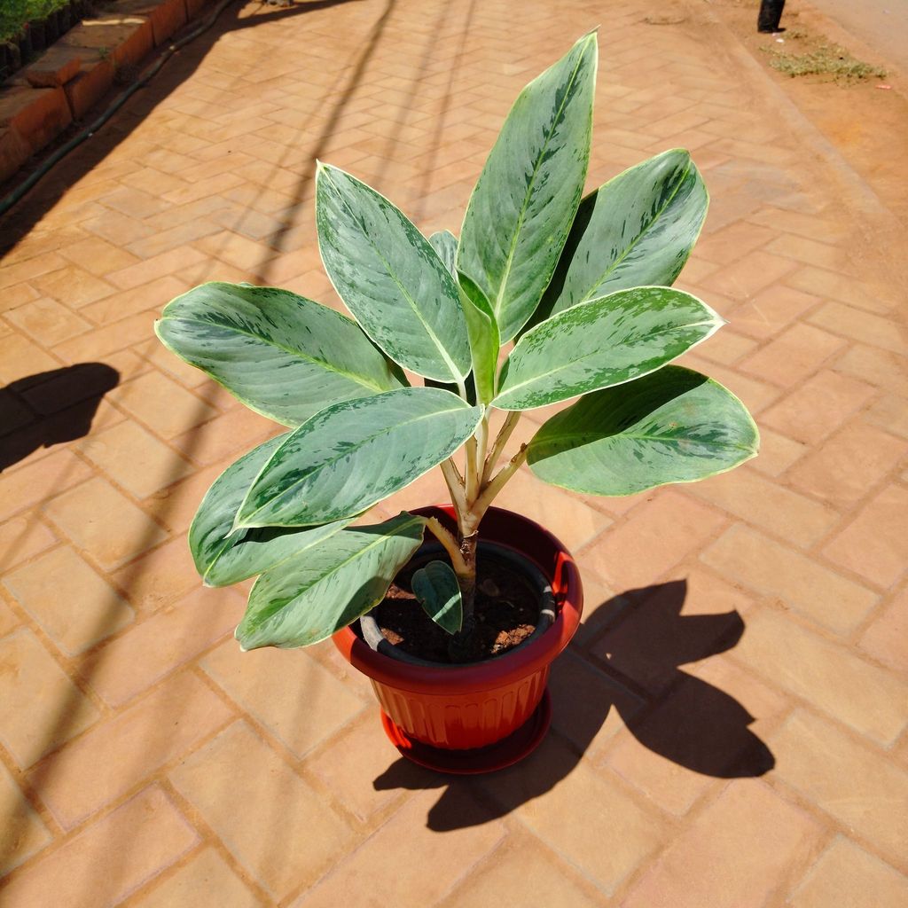 Aglaonema Silver in 10 Inch Terracotta Red Olive Plastic Pot with Tray Aglaonema Silver in 10 Inch Terracotta Red Olive Plastic Pot with Tray
