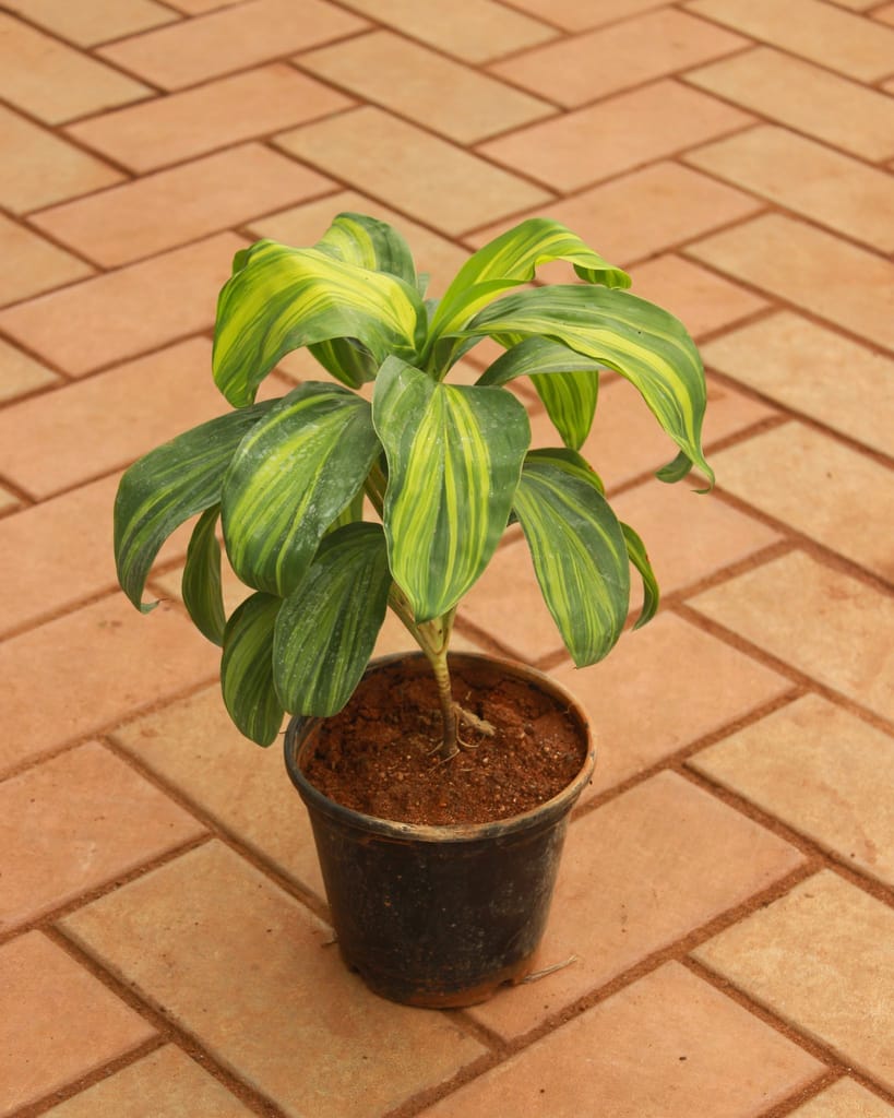 Dracaena Cordyline Green in 5 Inch Nursery Pot