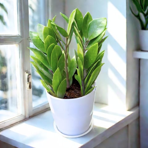 Gift Ready - Zz Green in 5 Inch White Premium Sphere Plastic Pot with Tray