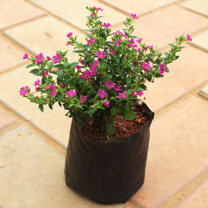 clay pebbles for plants Leca – BIRDY'S PLANTS main image 0