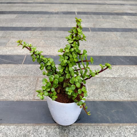 Gift Ready - Jade in 5 Inch White Premium Sphere Plastic Pot
