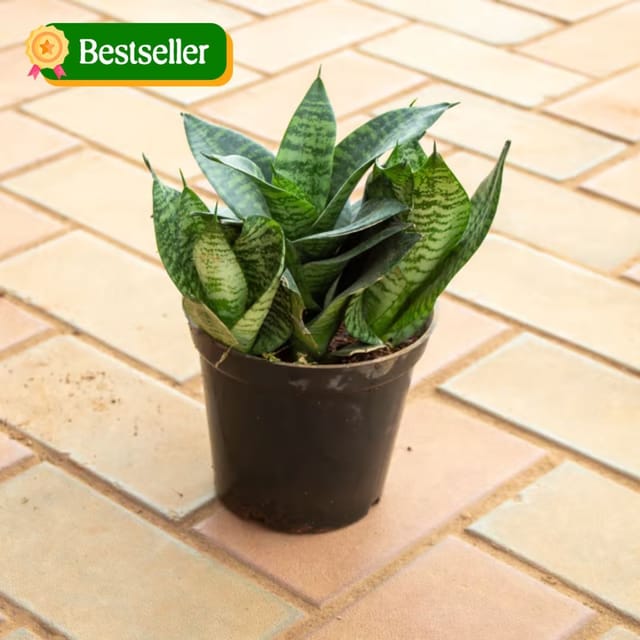Snake Green in 5 Inch Nursery Pot