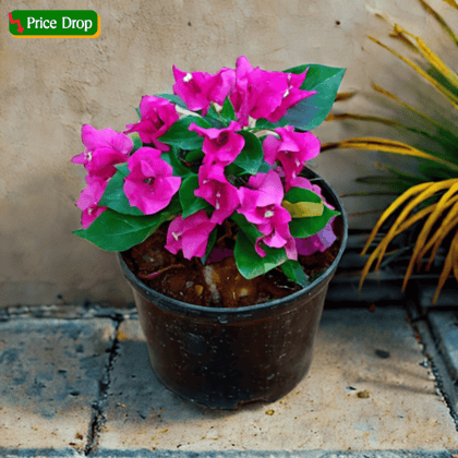 Bougainvillea Pink in 5 Inch Nursery Pot