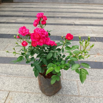 Button Rose Pink in 6 Inch Nursery Bag