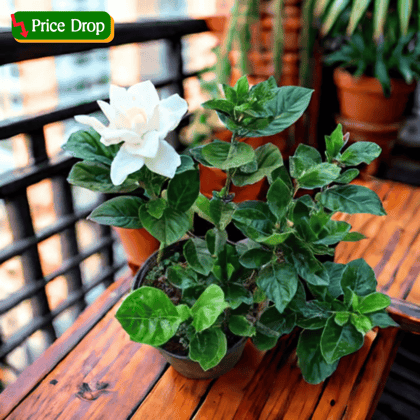 Gardenia / Gandhraaj (any colour) in 5 Inch Nursery Pot