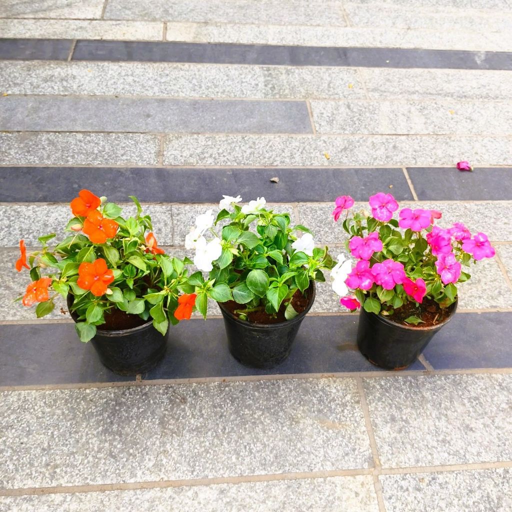 Set of 3 - Impatient Balsamina (Pink, White & Orange) in 5 Inch Nursery Pot