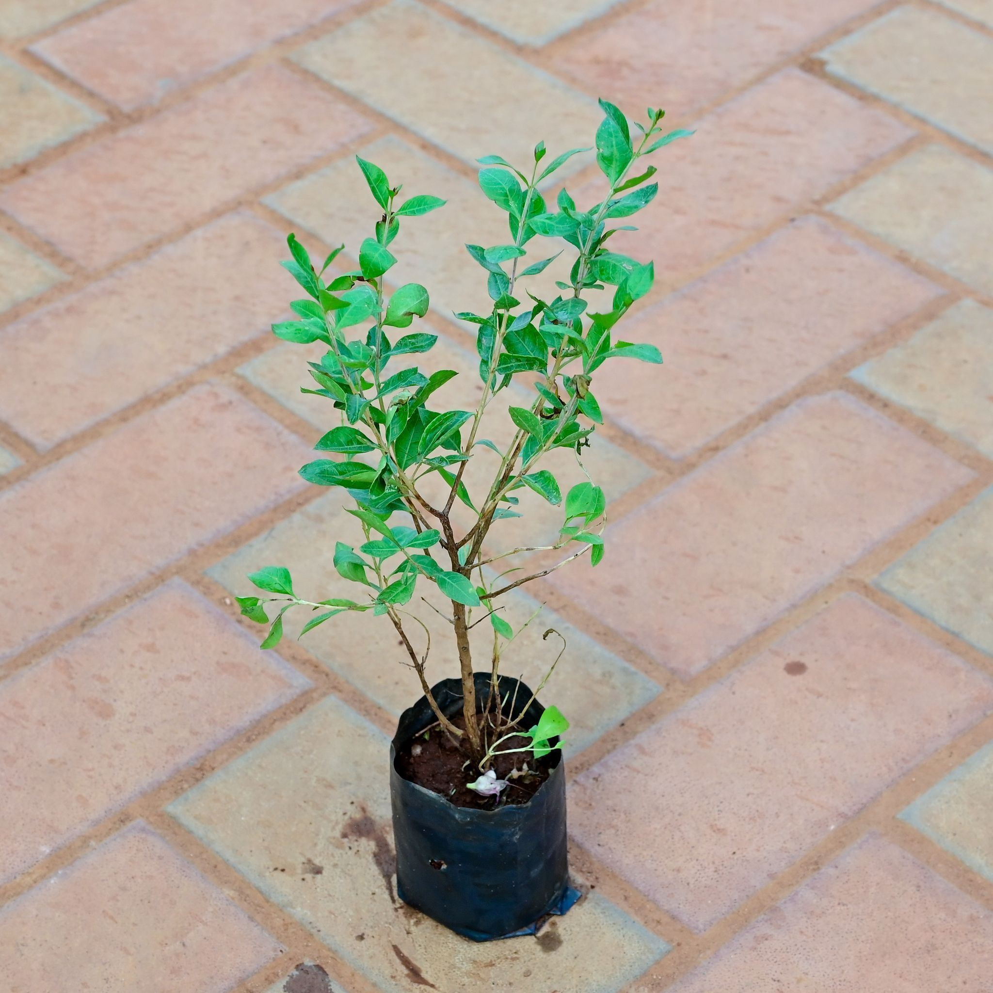 Mehndi / Henna Plant in 4 Inch Nursery Bag