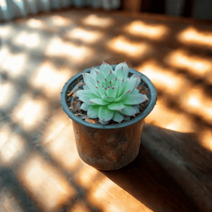 Lakshmi Kamal Succulent in 3 Inch Nursery Pot