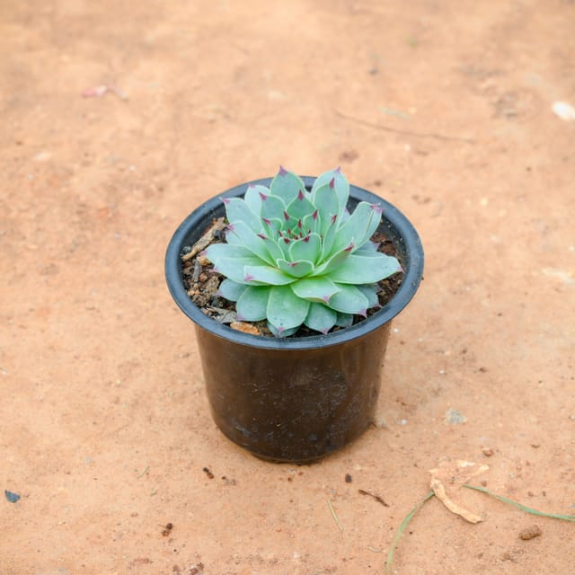 Lakshmi Kamal Succulent in 3 Inch Nursery Pot