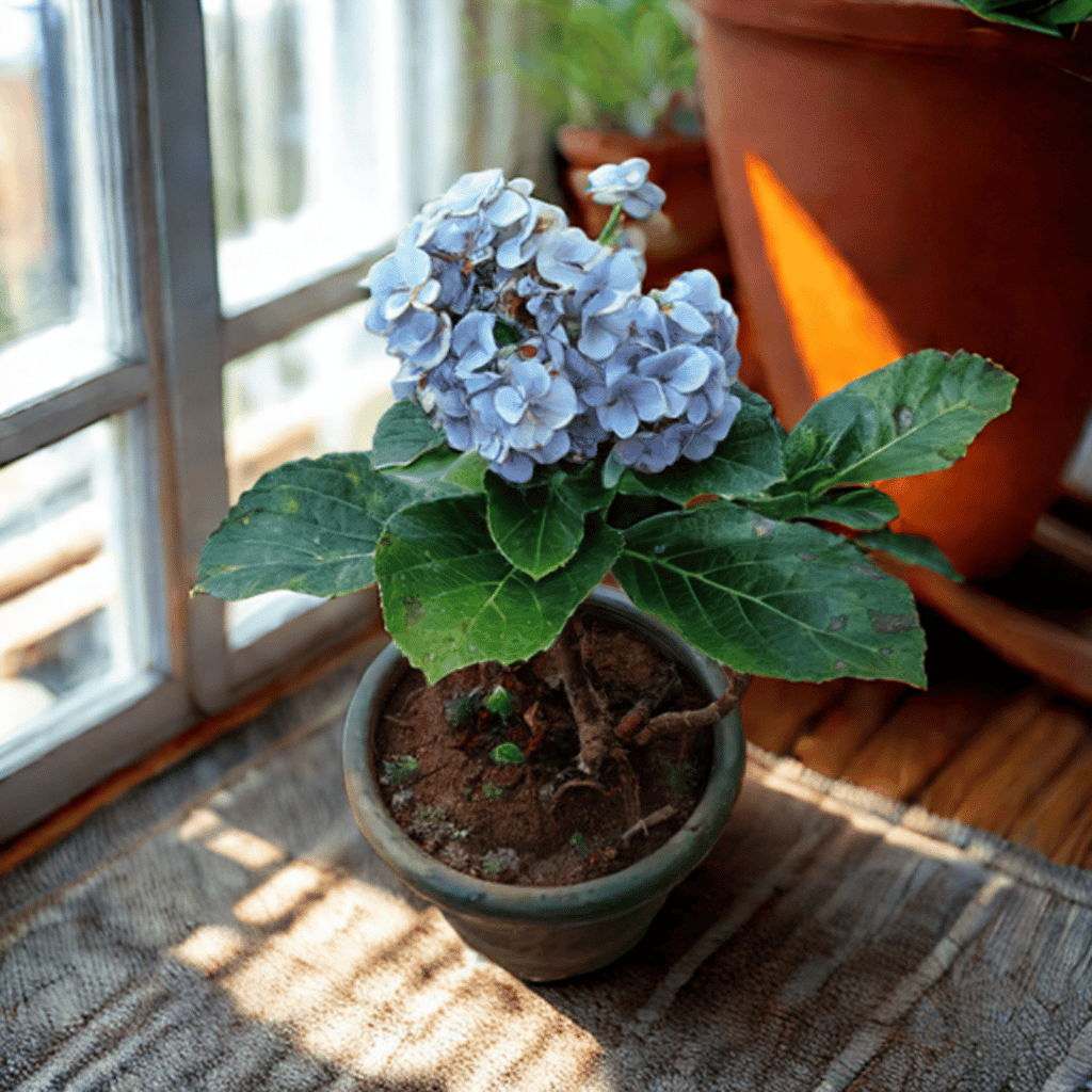 Hydrangea (Any Colour) in 5 Inch Nursery Pot