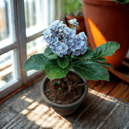 Hydrangea (Any Colour) in 5 Inch Nursery Pot