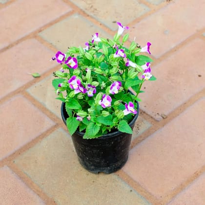 Wishbone / Torenia (Any Colour) in 4 Inch Nursery Pot