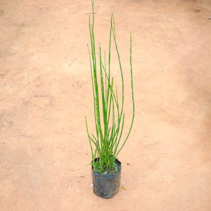 Water Bamboo in 4 Inch Nursery Bag