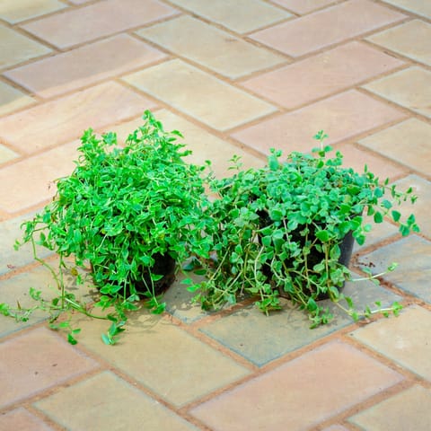 Set of 2 - Turtle Vine Mini Big Leaf in 5 Inch Nursery Pot