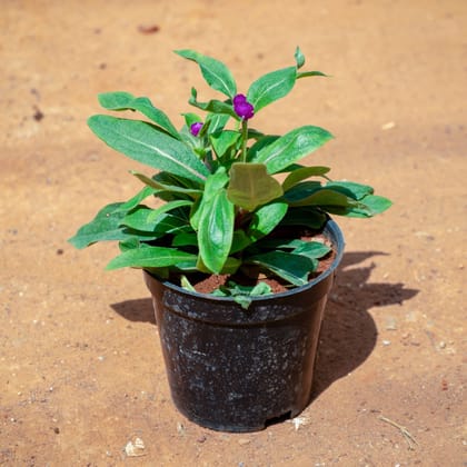 Gomphrena (Any Colour) in 4 Inch Nursery Pot