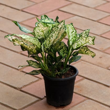 Aglaonema Snow White in 4 Inch Nursery Pot