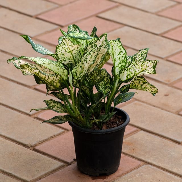 Aglaonema Snow White in 4 Inch Nursery Pot