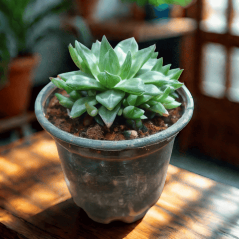 Haworthia Cymbiformis Succulent in 3 Inch Nursery Pot