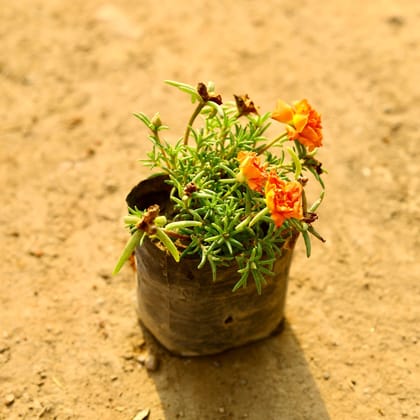 Portulaca Moss Rose (any colour) in 4 Inch Nursery pot