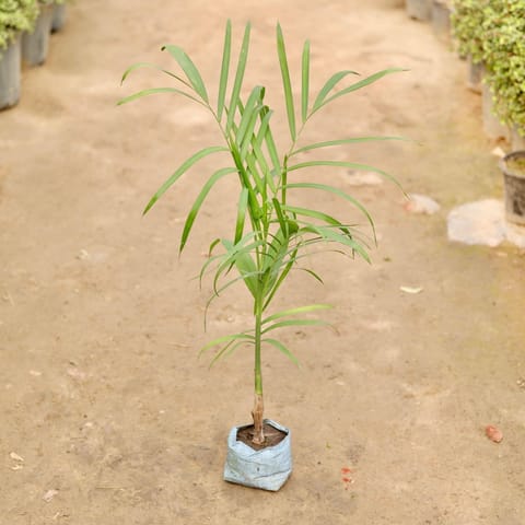 Cane Palm in 5 Inch Nursery Bag