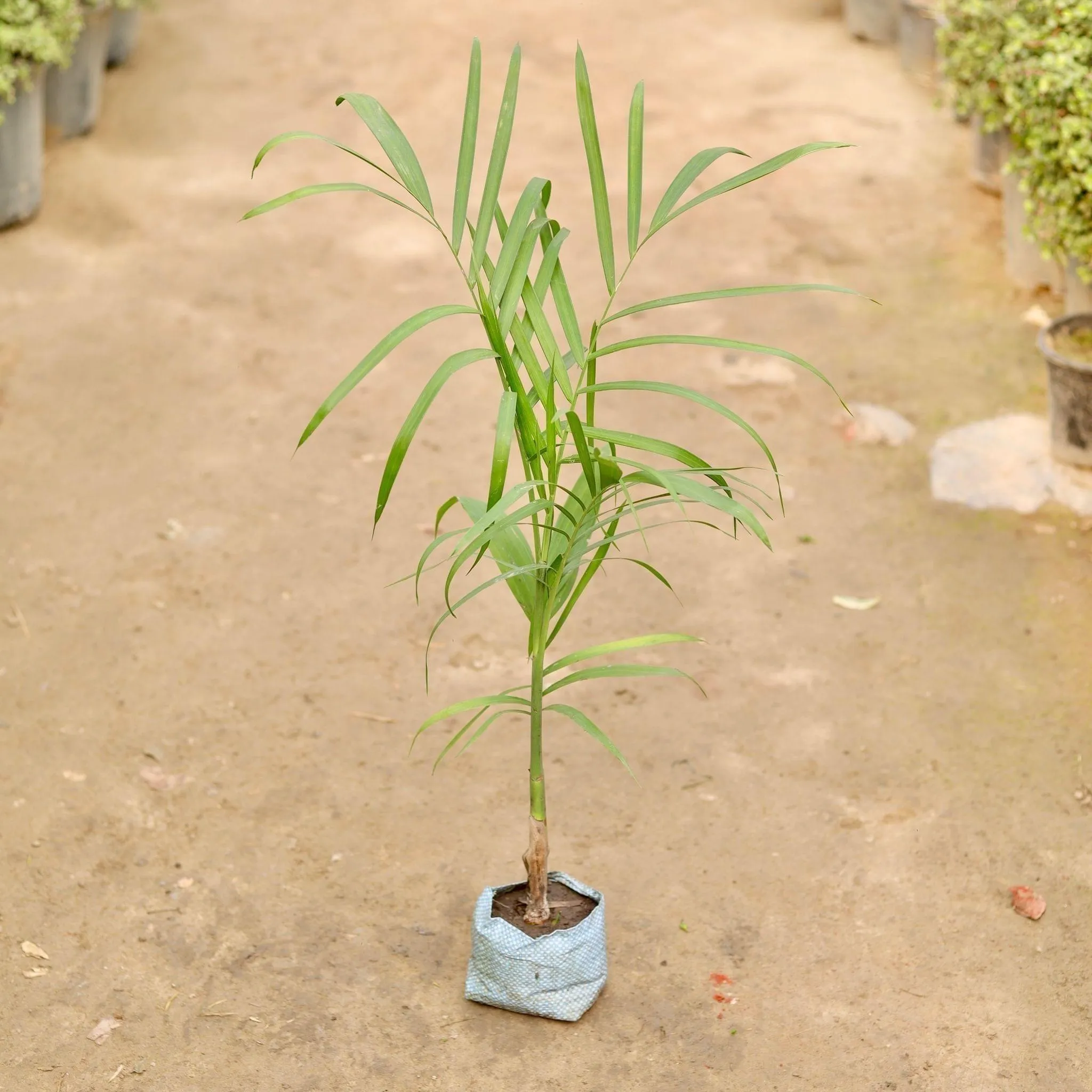 Cane Palm in 5 Inch Nursery Bag