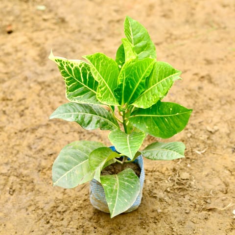 Croton Petra in 5 Inch Nursery bag