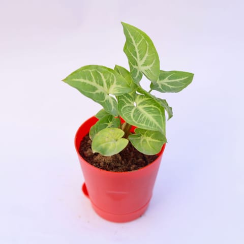 Gift Ready - Syngonium Light Green in 4 Inch Live Fresh Plant Red Florence Self Watering Pot Wrapped in Lovely Gift Bag For Your Loved Ones in Sector 92