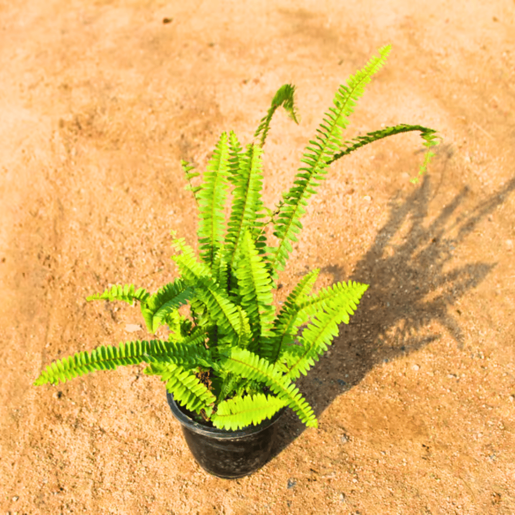 Boston Fern in 6 Inch Nursery Pot Boston Fern in 6 Inch Nursery Pot