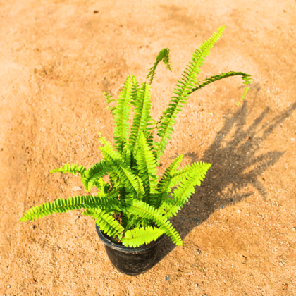 Boston Fern in 6 Inch Nursery Pot