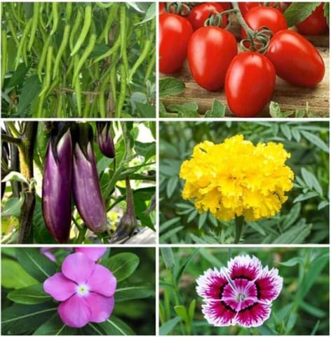 Assorted Seeds - Excellent Germination