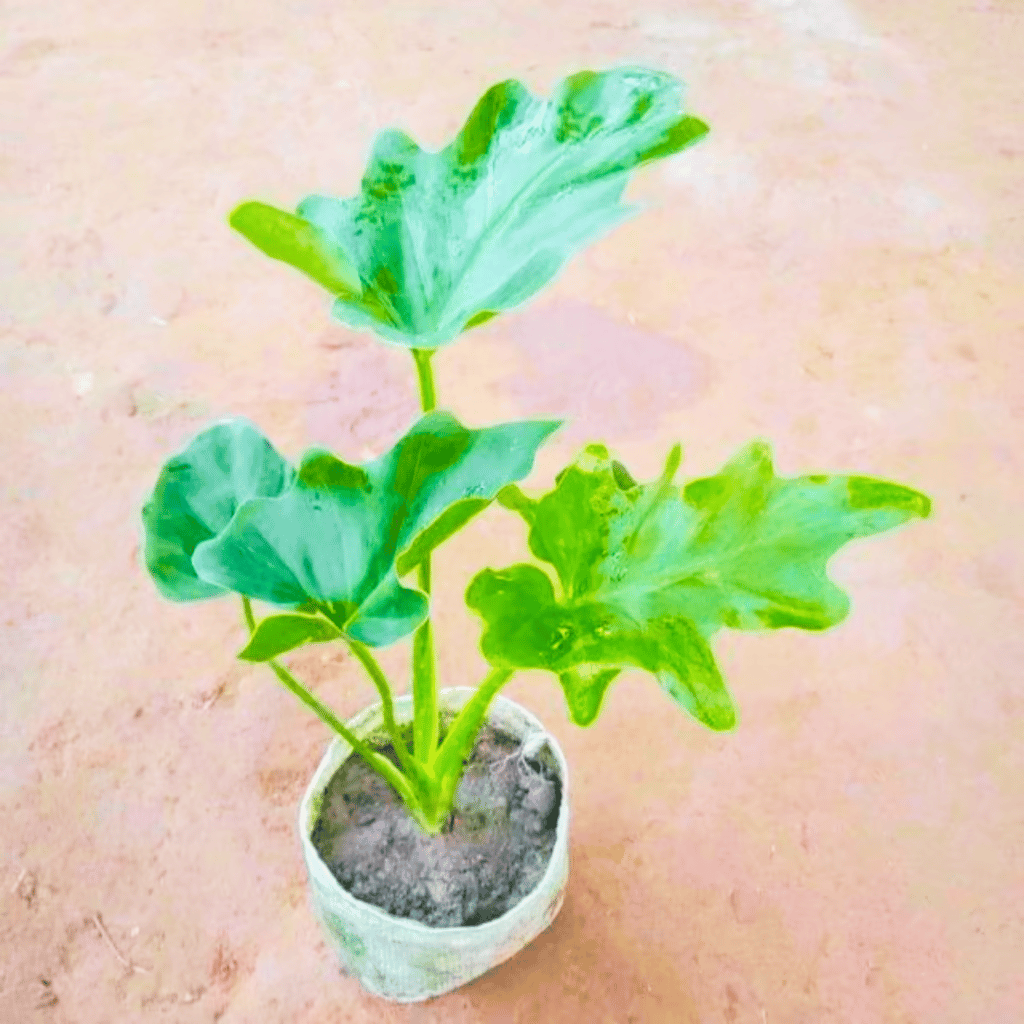 Philodendron Selloum in 5 Inch Nursery Bag Philodendron Selloum in 5 Inch Nursery Bag