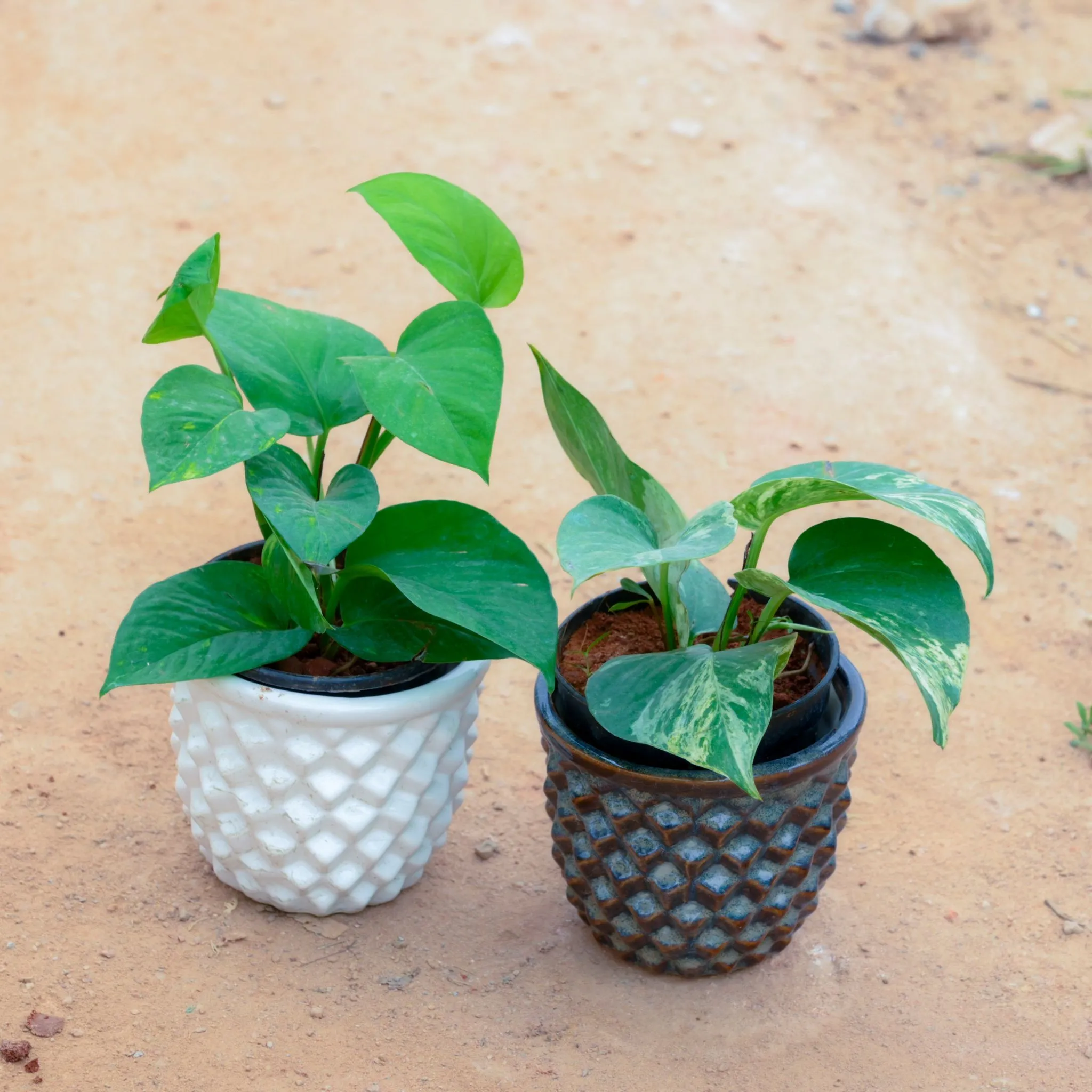Set Of 2 - Money Plant Green & Marble in 4 Inch Pineapple Designer Ceramic Pot (Any Colour)