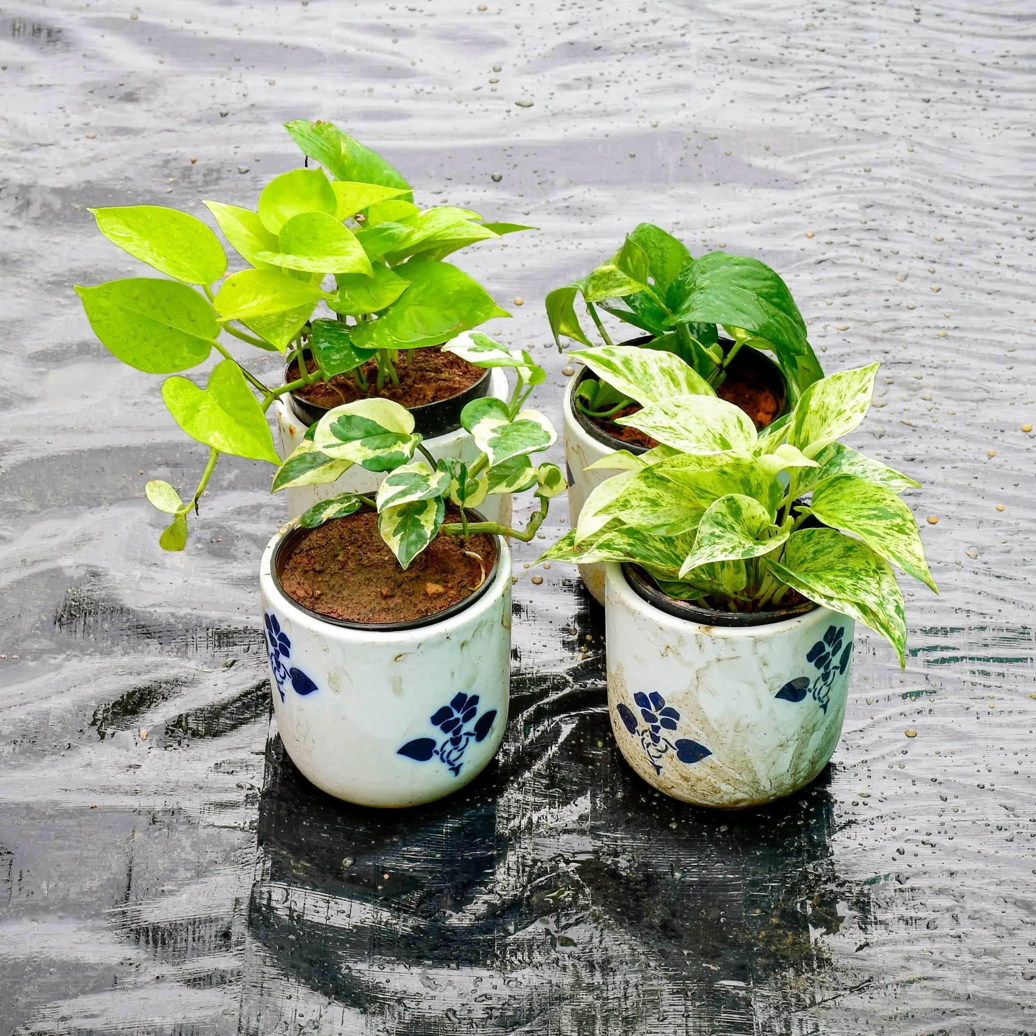 Set of 4 - Money Plant (Golden, Green, White & N'joy) in 5 Inch Classy White Cylindrical Ceramic Pot (any design)