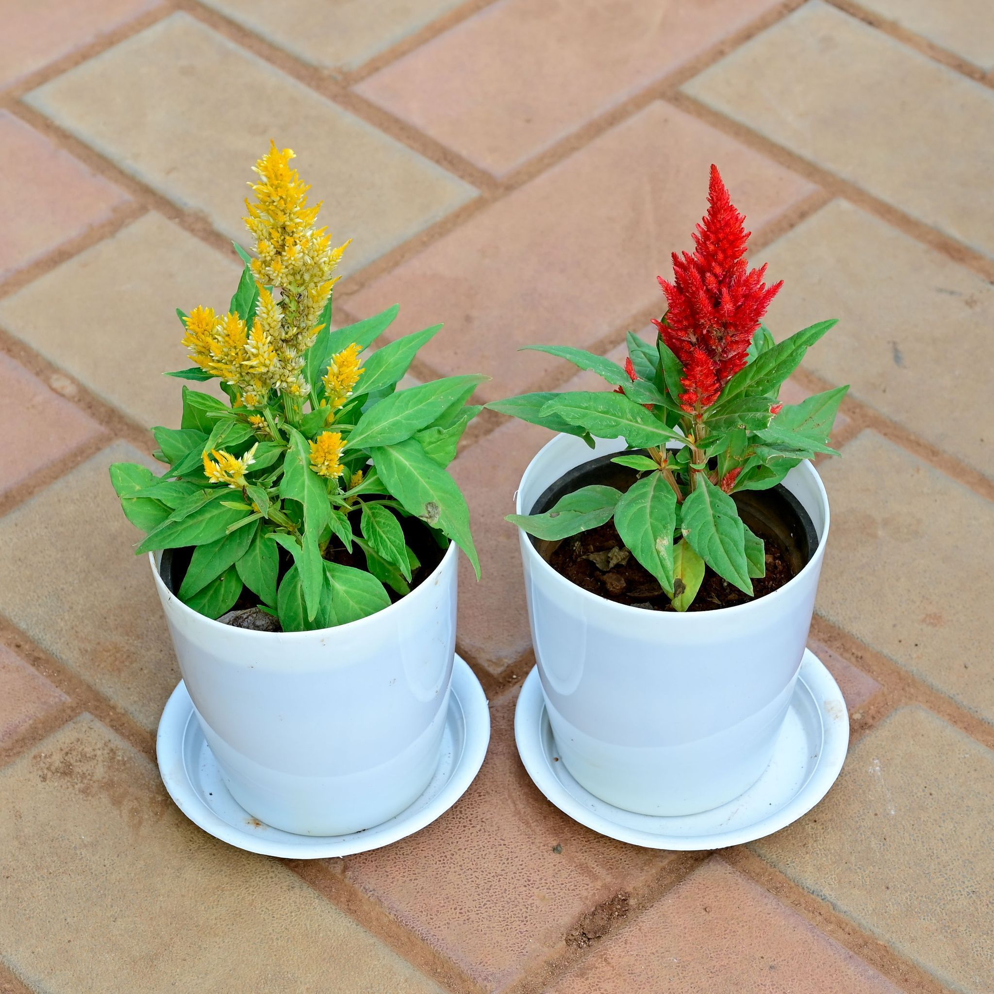 Set of 2 - Cockscomb (Red & Yellow) in 5 Inch White Premium Sphere Plastic Pot with Tray