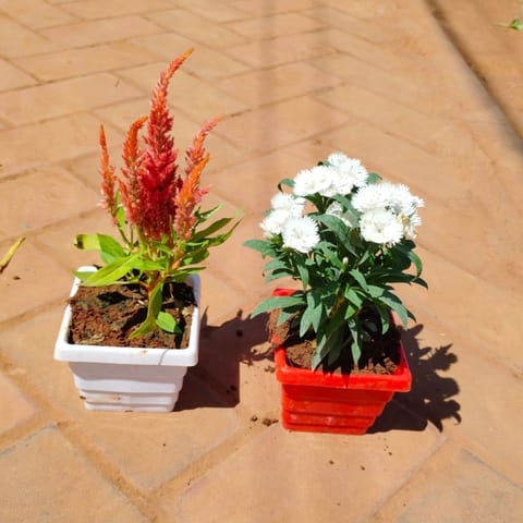 Set of 2 - Cockscomb & Dianthus (any colour) in 4 Inch Live Plant Premium Orchid Square Plastic Pot (any colour)