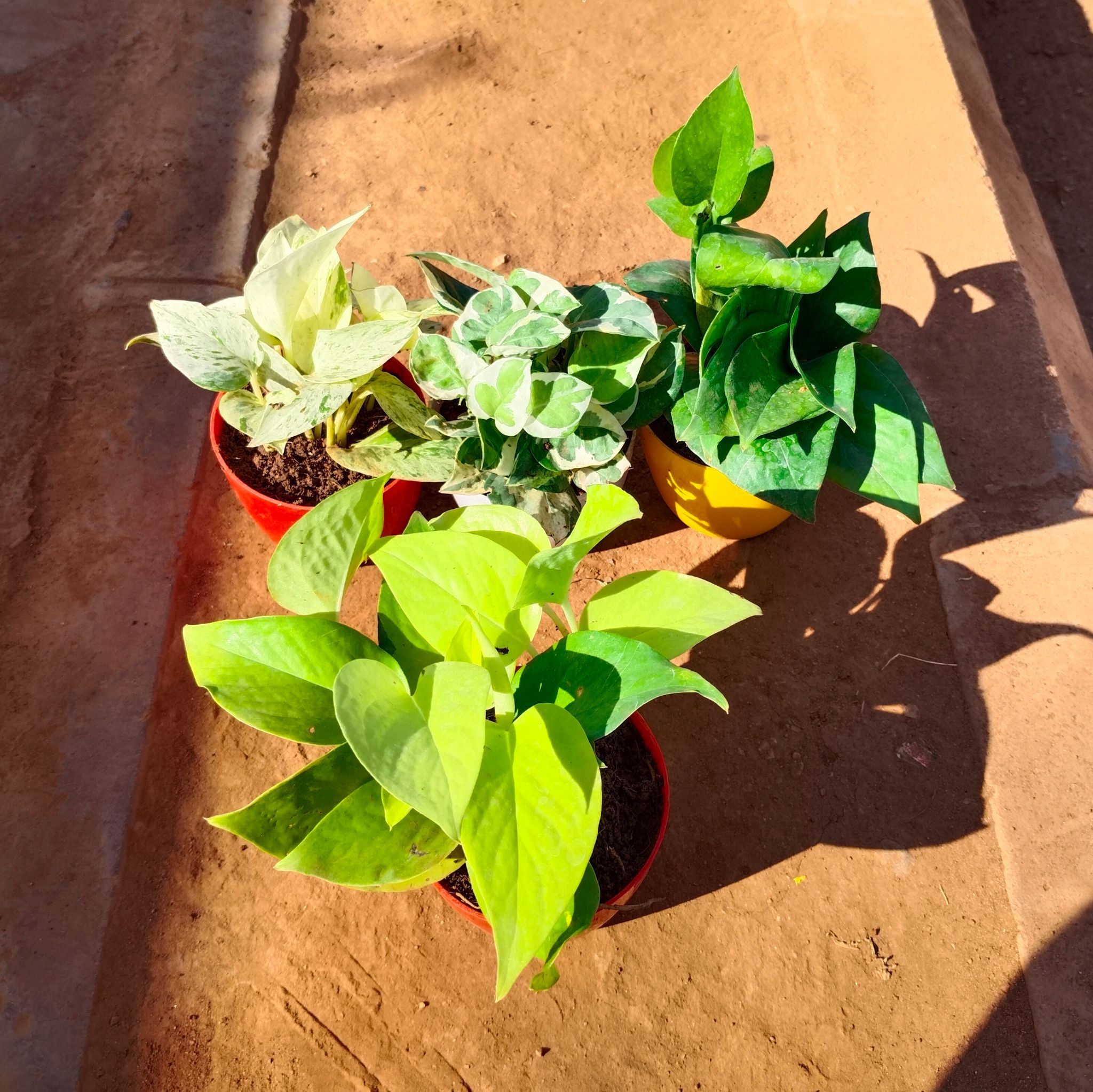 Set of 4 - Money Plant (Green, Golden, White & N'joy) in 4 Inch Multicoloured Premium Orchid Round Plastic Pot